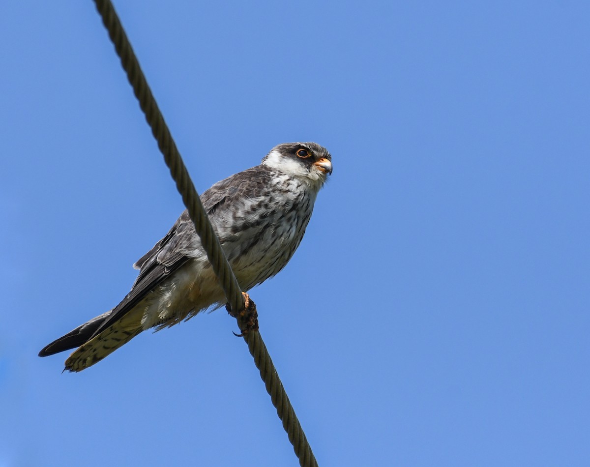 Amur Falcon - ML519935861