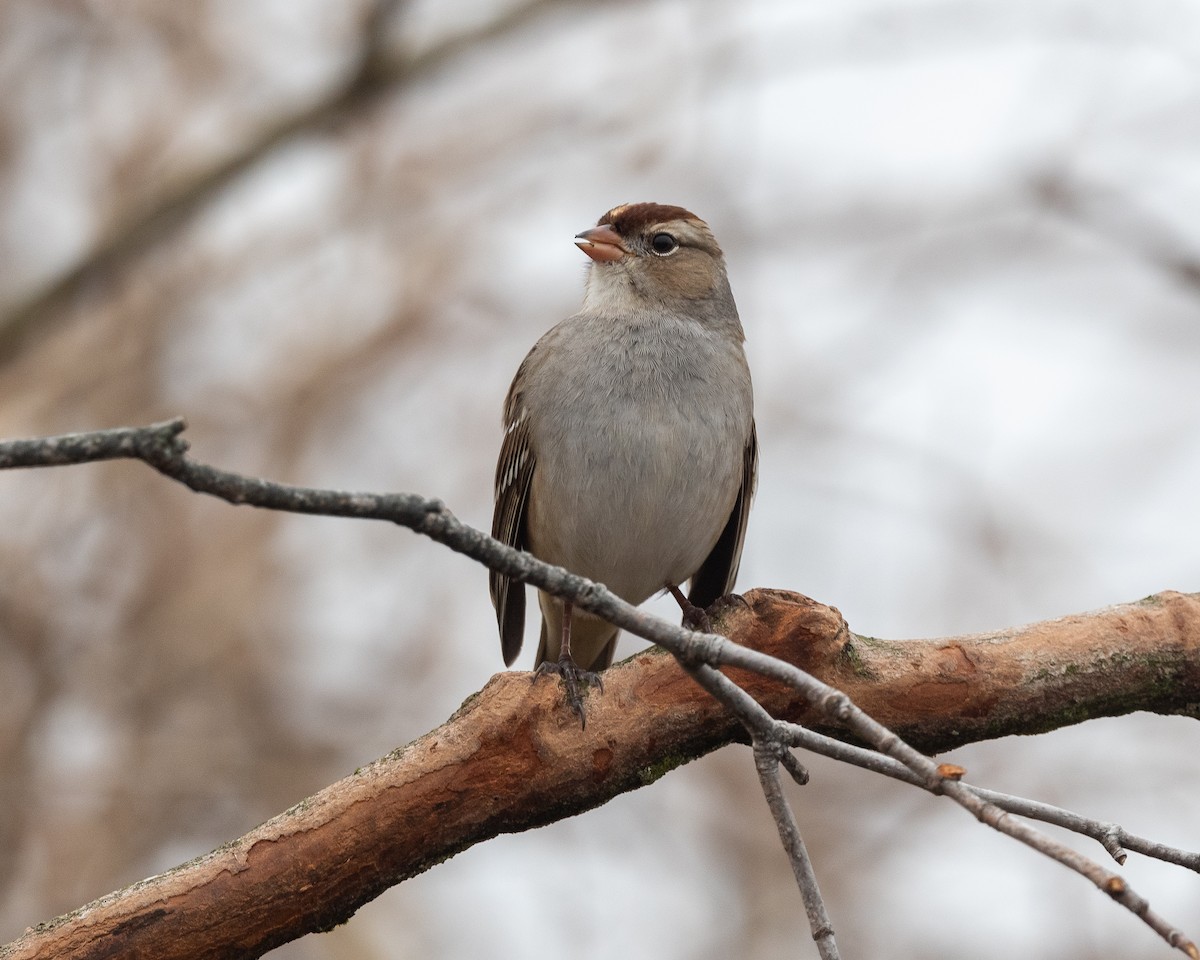 White-crowned Sparrow - ML519935941