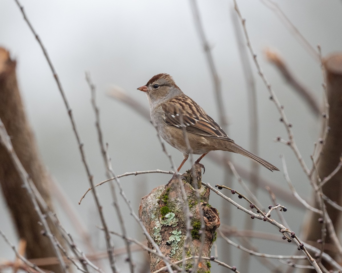 White-crowned Sparrow - ML519936031