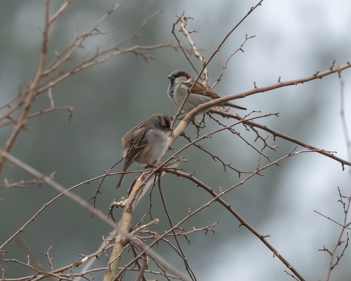 House Sparrow - Rob Kanter