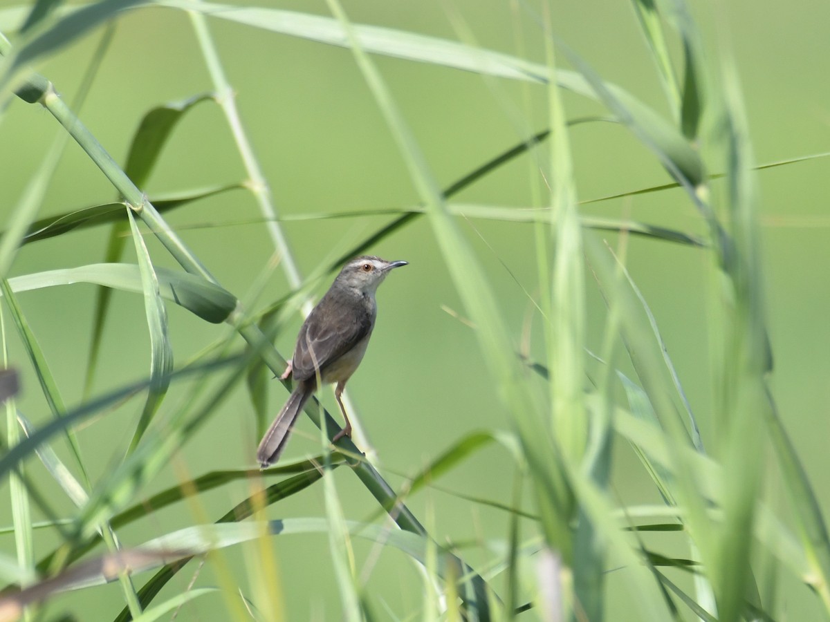 Prinia Sencilla - ML519936501