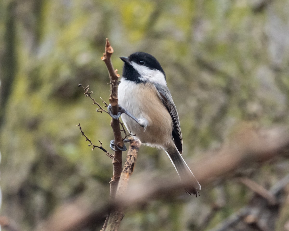 Black-capped Chickadee - ML519936581