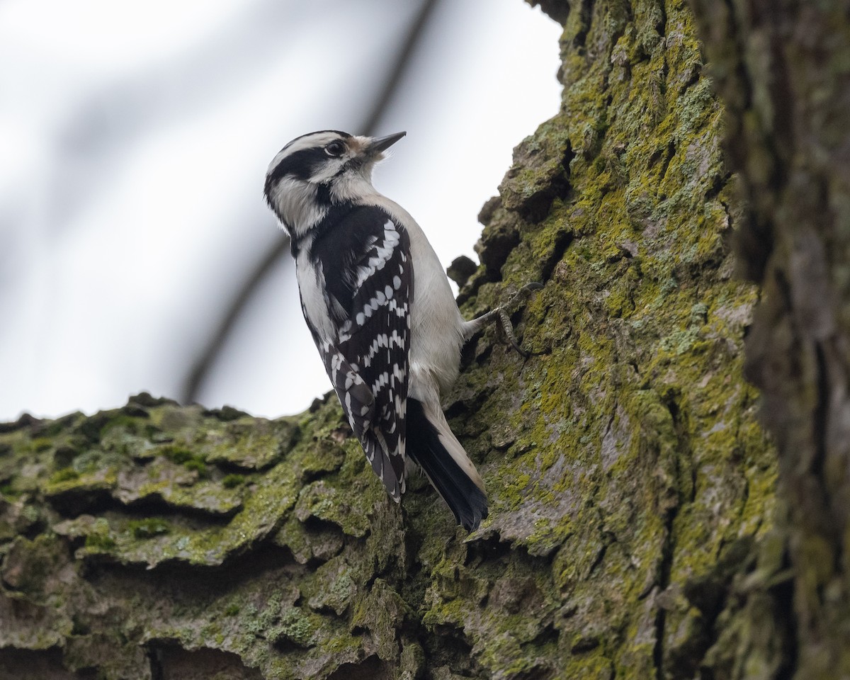 Downy Woodpecker - ML519936641