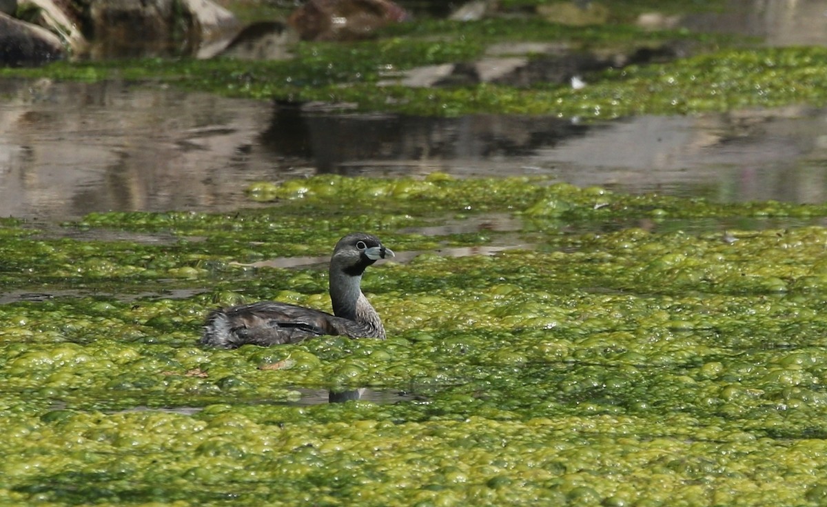 Pied-billed Grebe - ML519936661