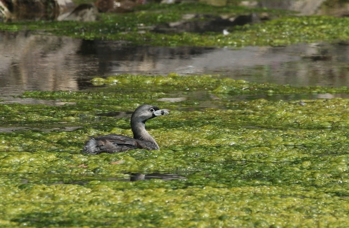 Pied-billed Grebe - ML519936681