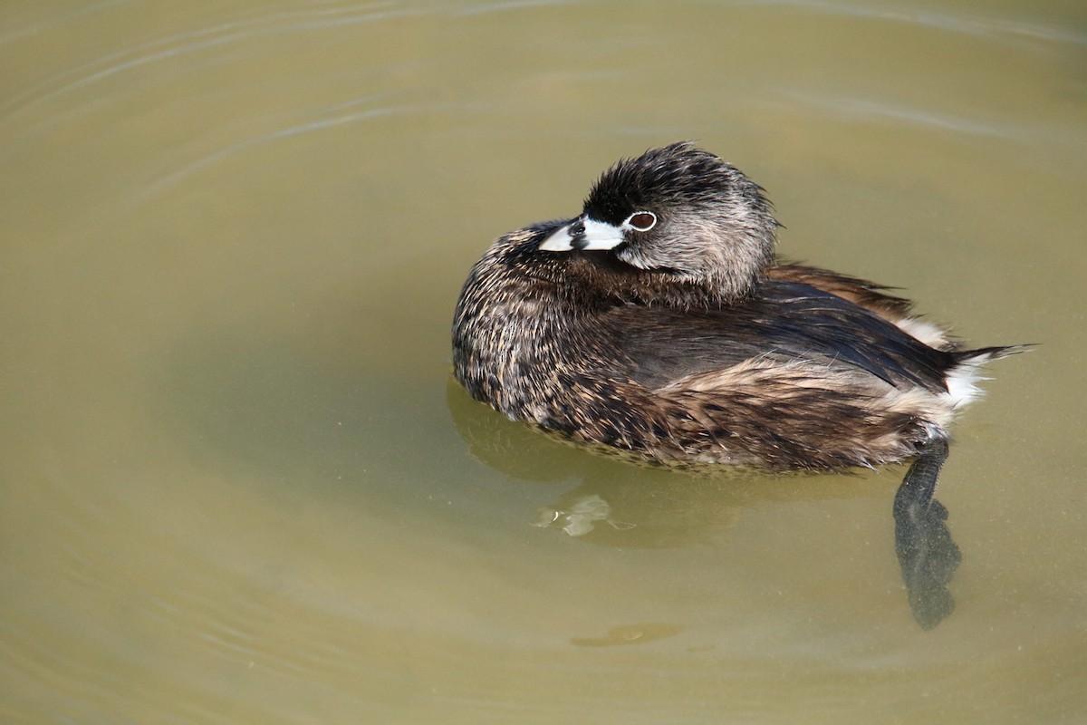 Pied-billed Grebe - ML51993671