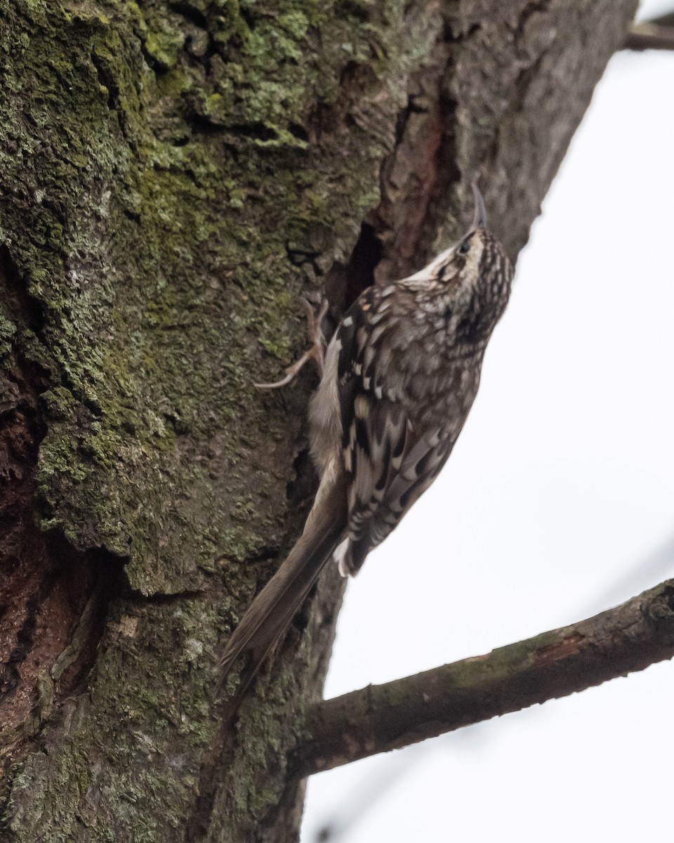 Brown Creeper - ML519936721