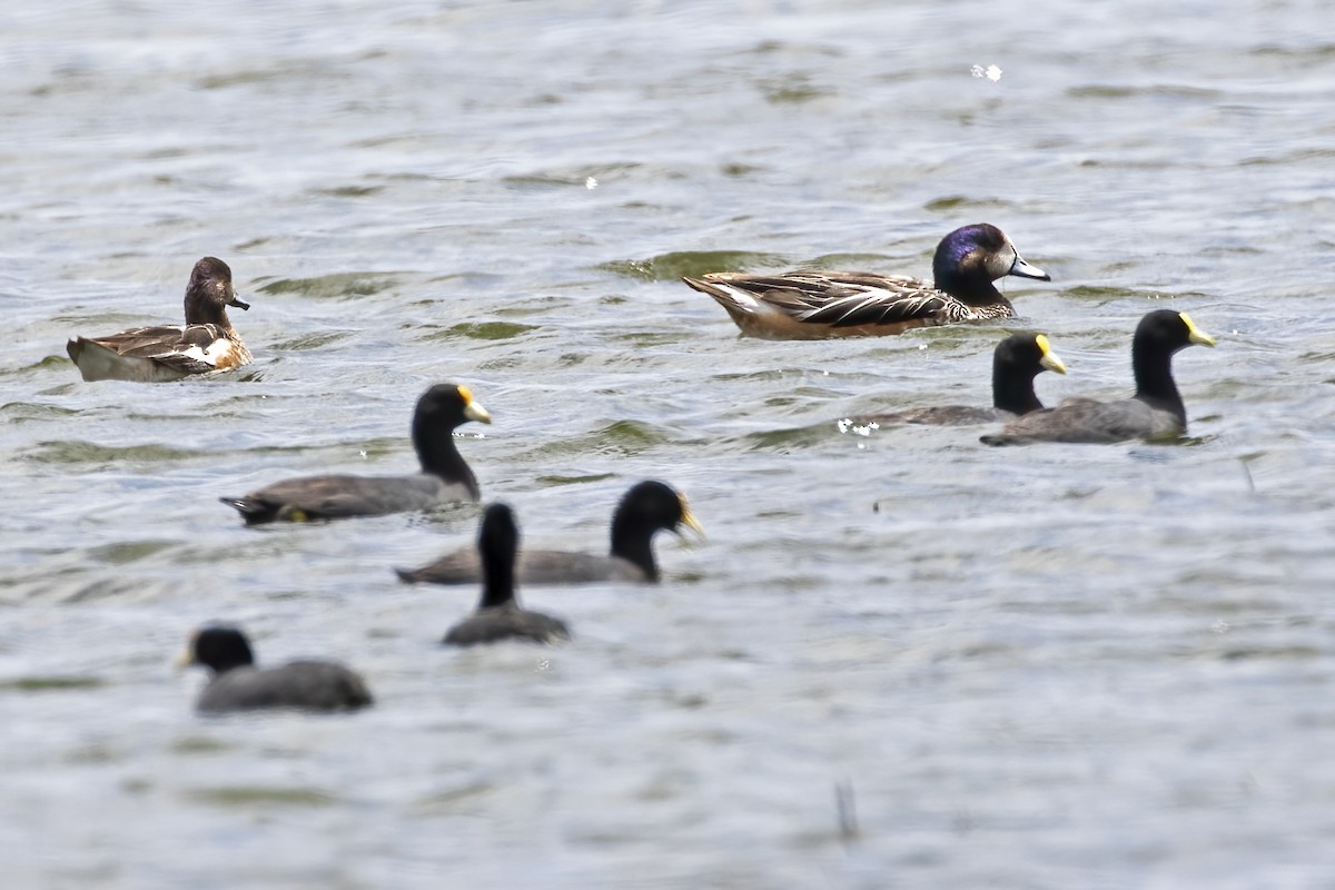 Chiloe Wigeon - ML519936921