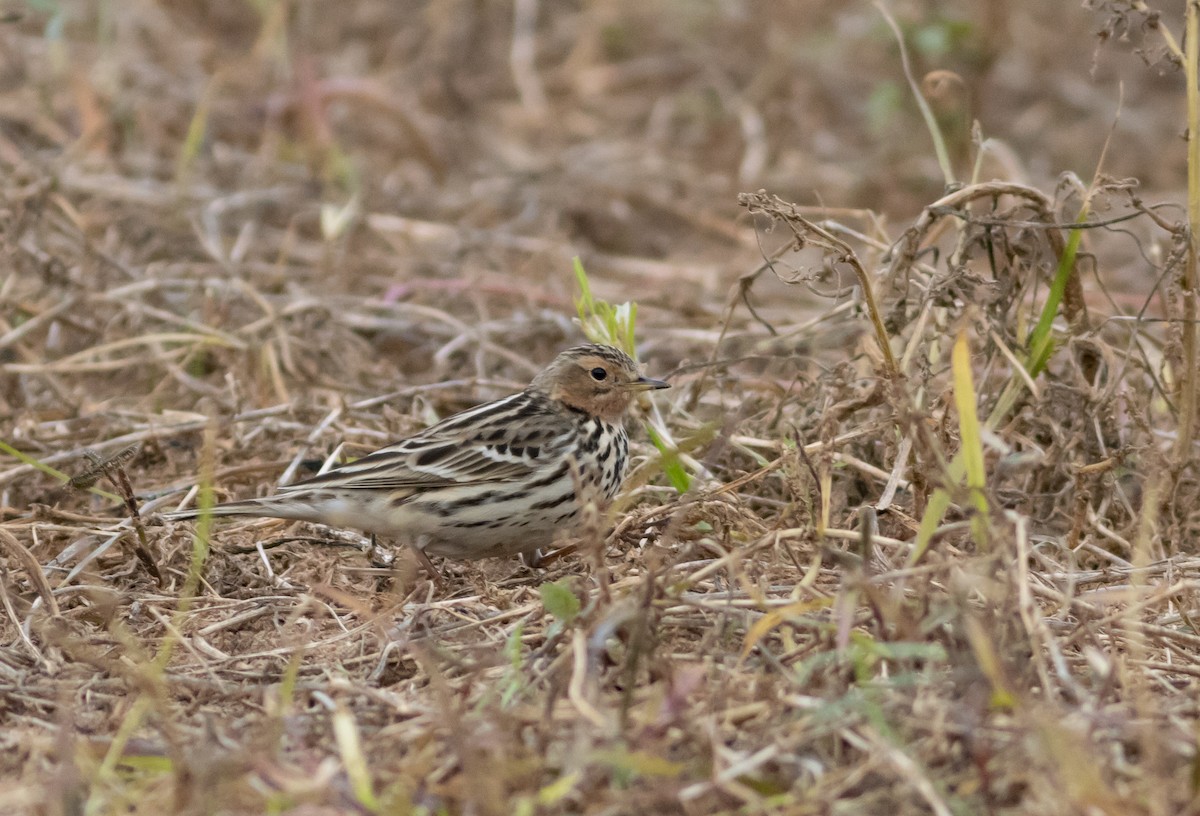 Pipit à gorge rousse - ML519937861