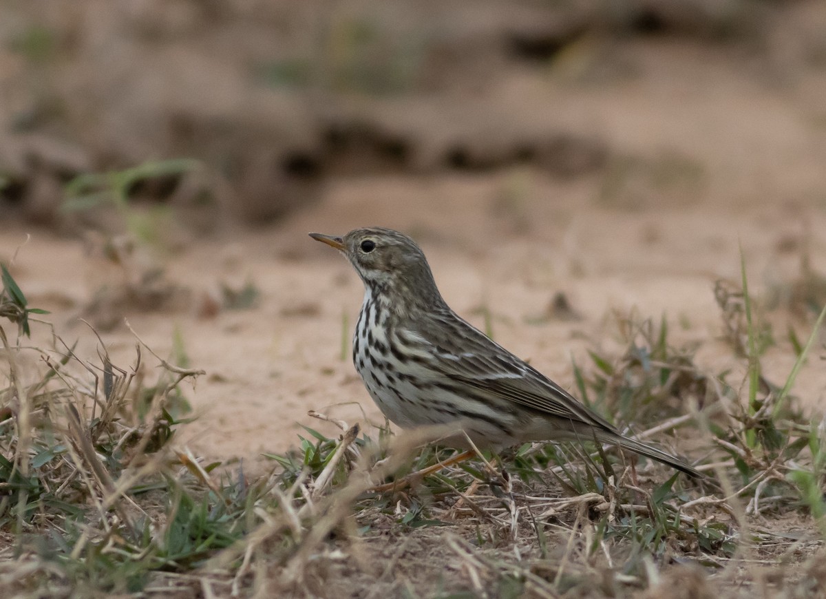 Meadow Pipit - Rami Derech