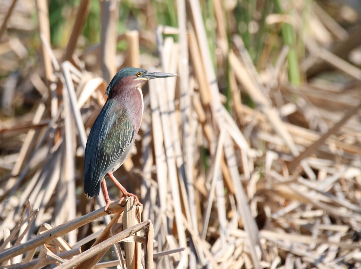 Green Heron - ML51993821