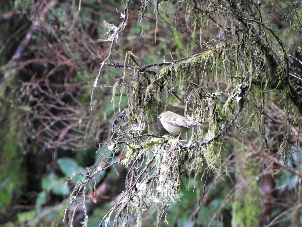 Goldcrest (Tenerife) - ML519939781