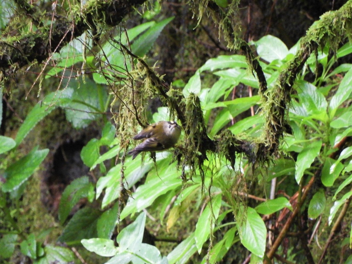 Goldcrest (Tenerife) - ML519939831