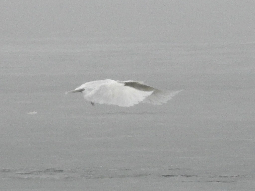 Glaucous Gull - ML519942061