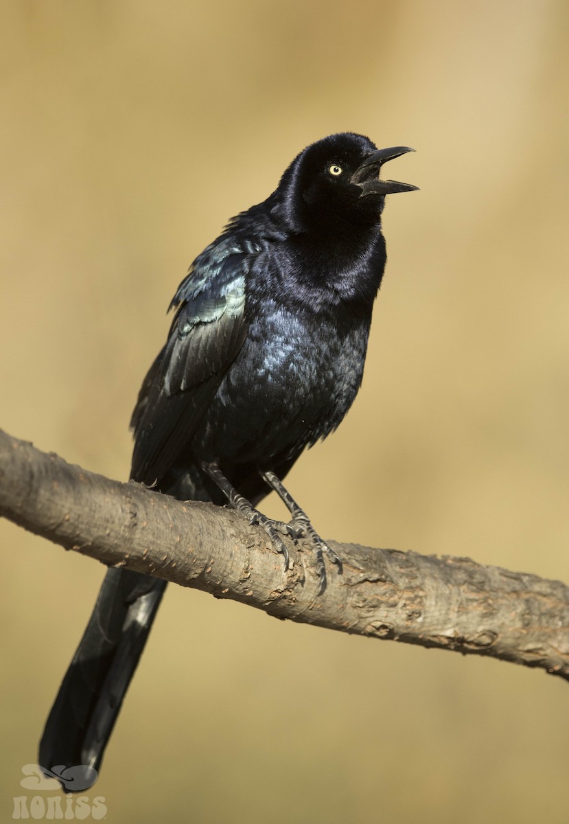 Great-tailed Grackle - ML519942111