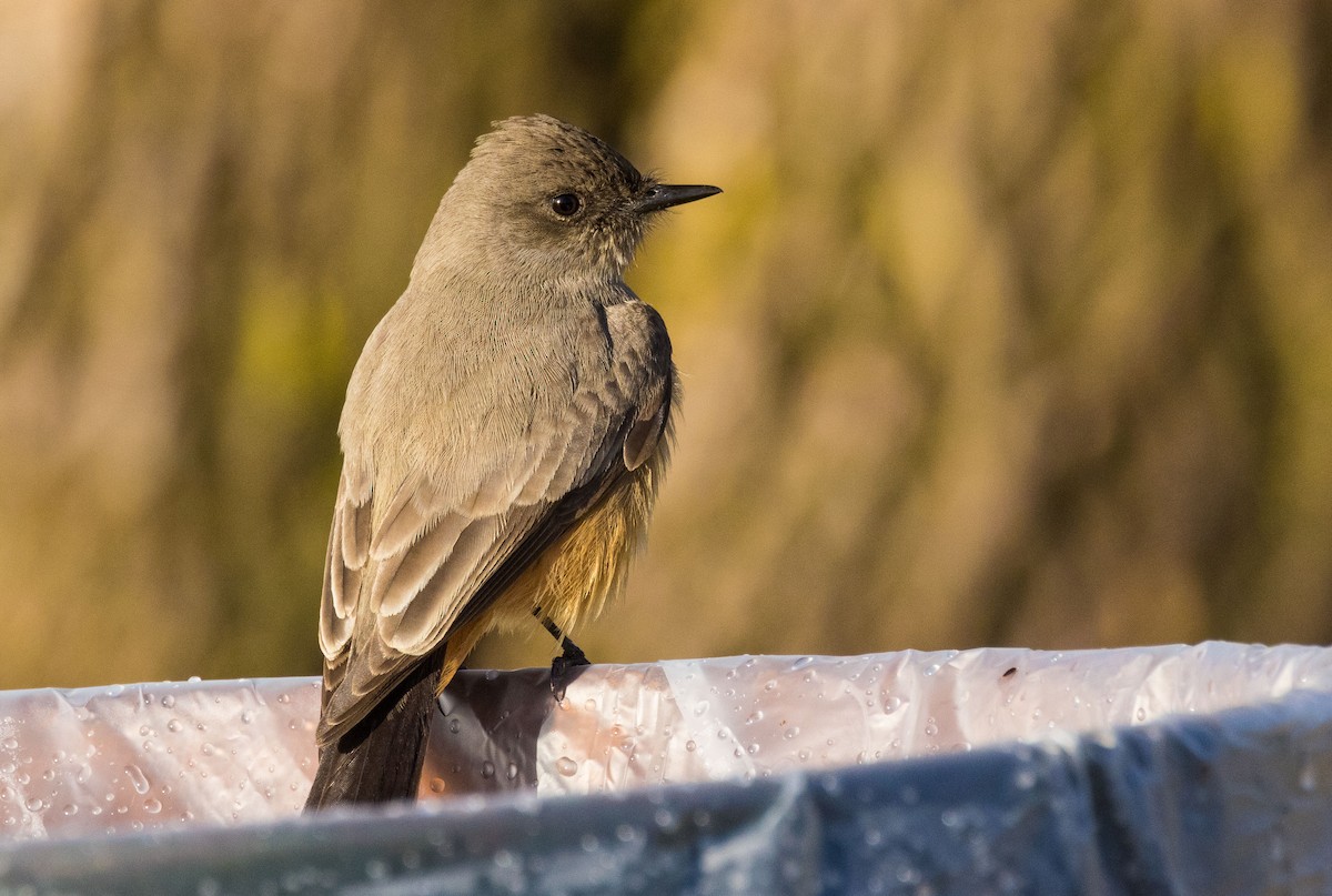 Say's Phoebe - David Barton