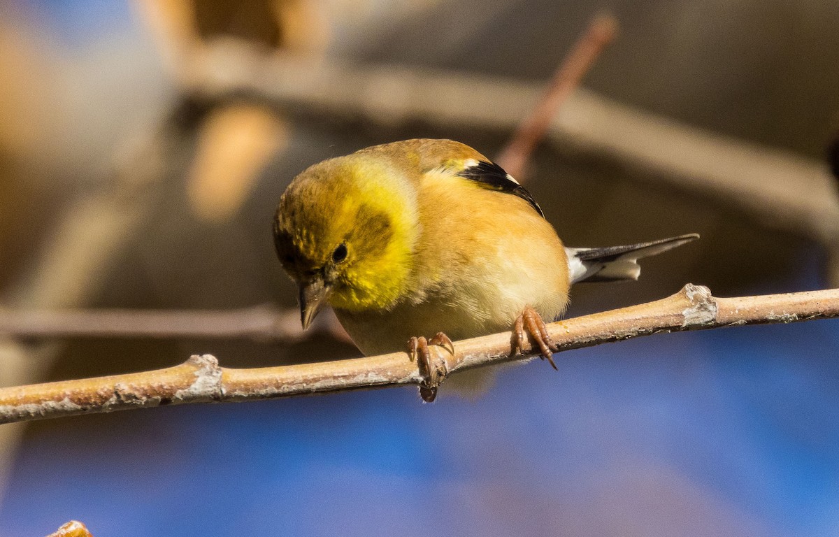 American Goldfinch - David Barton