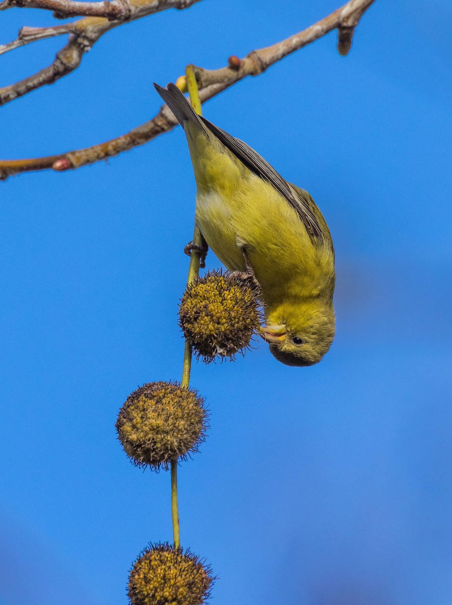 Lesser Goldfinch - David Barton