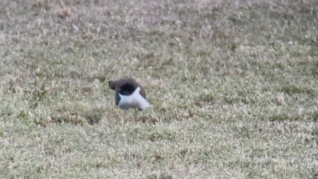 Northern Lapwing - ML519942581