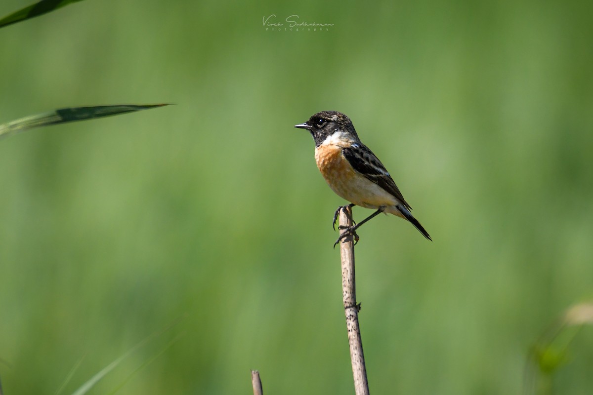 Siberian Stonechat - ML519943681