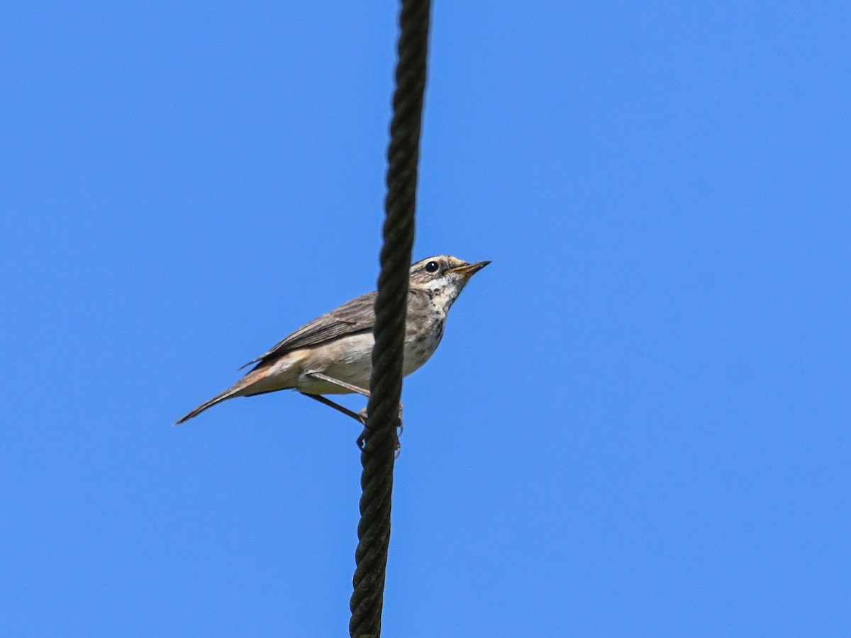 Bluethroat - ML519943801