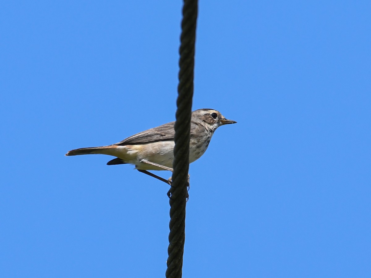 Bluethroat - ML519943811