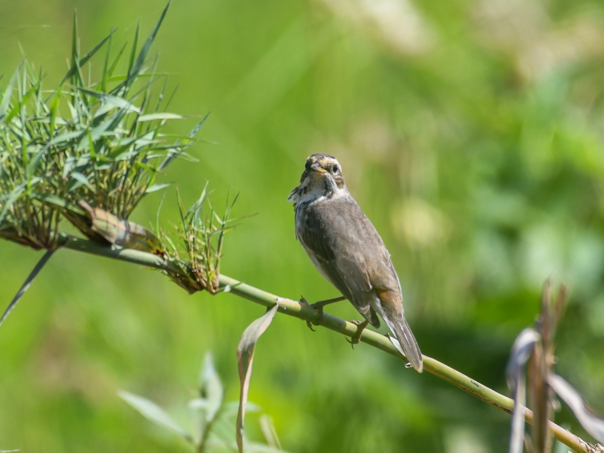 Blaukehlchen - ML519943821