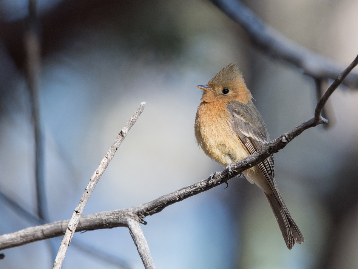 Tufted Flycatcher - ML51994411