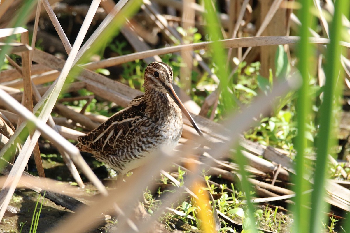 Wilson's Snipe - ML51994471