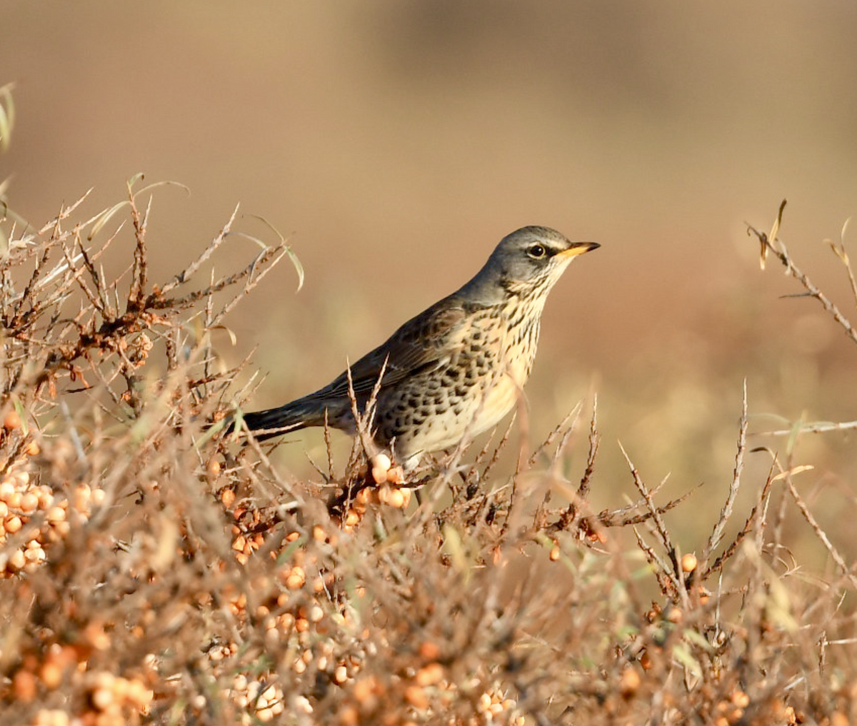 Fieldfare - ML519944771