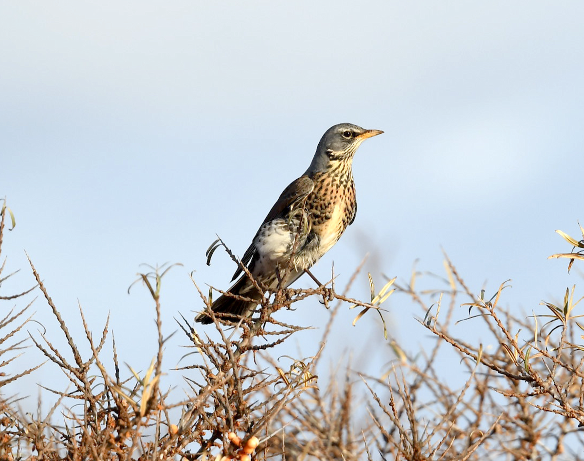 Fieldfare - ML519944781