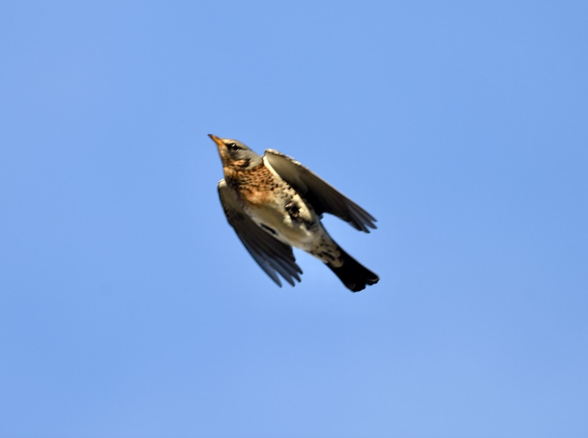 Fieldfare - ML519944791