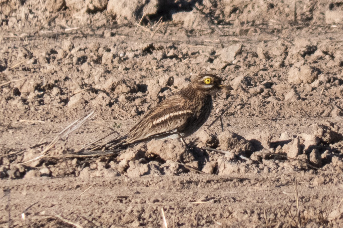 Eurasian Thick-knee - ML519945941