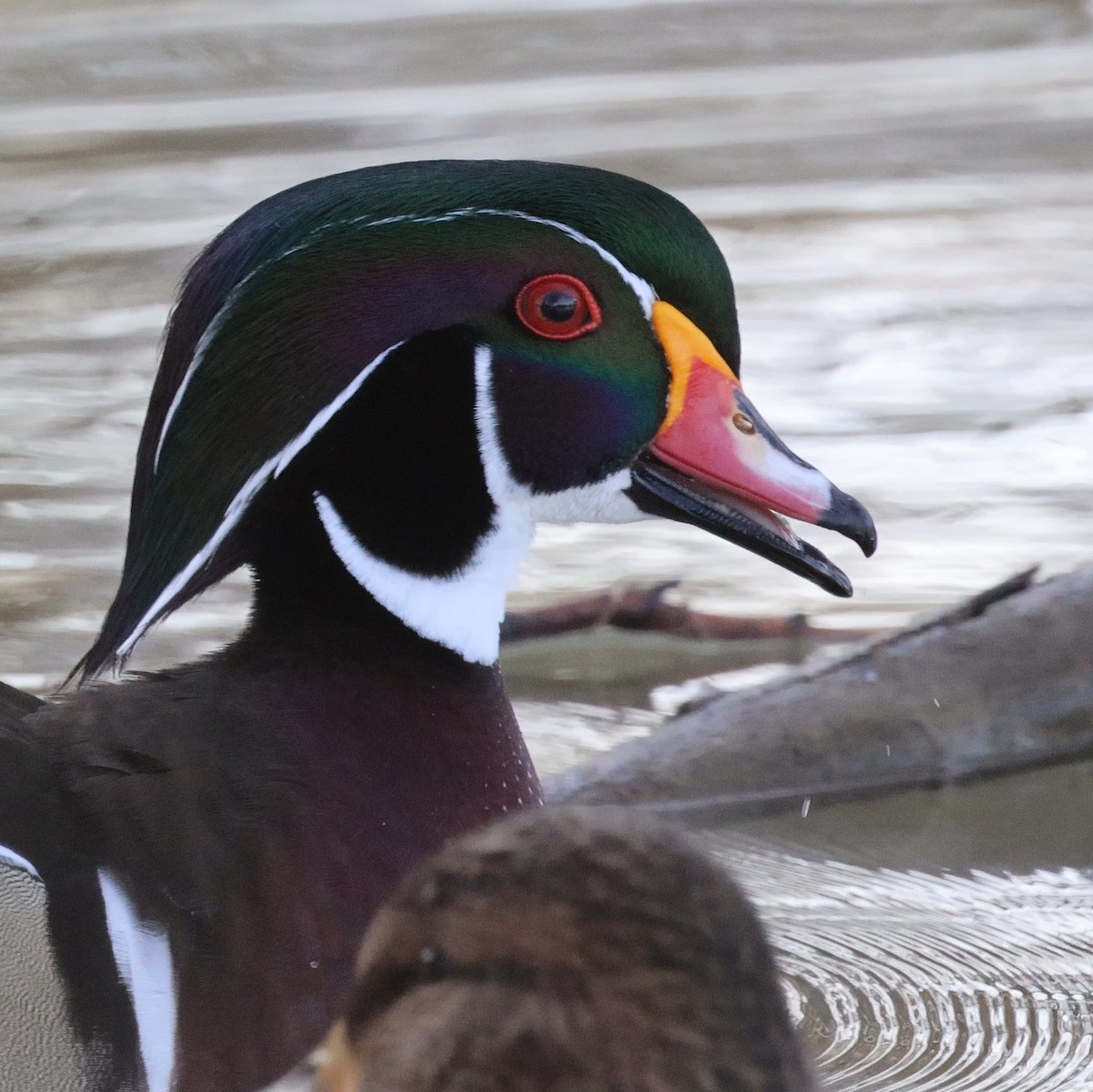 Wood Duck - ML519947051