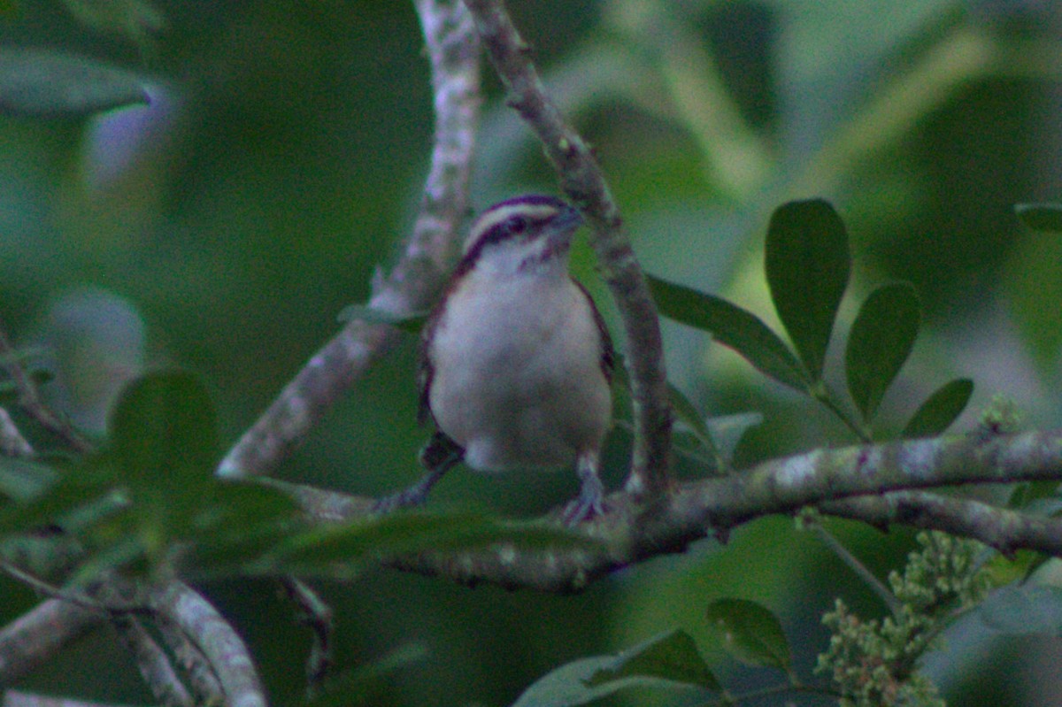 Rufous-naped Wren - Nestor Herrera