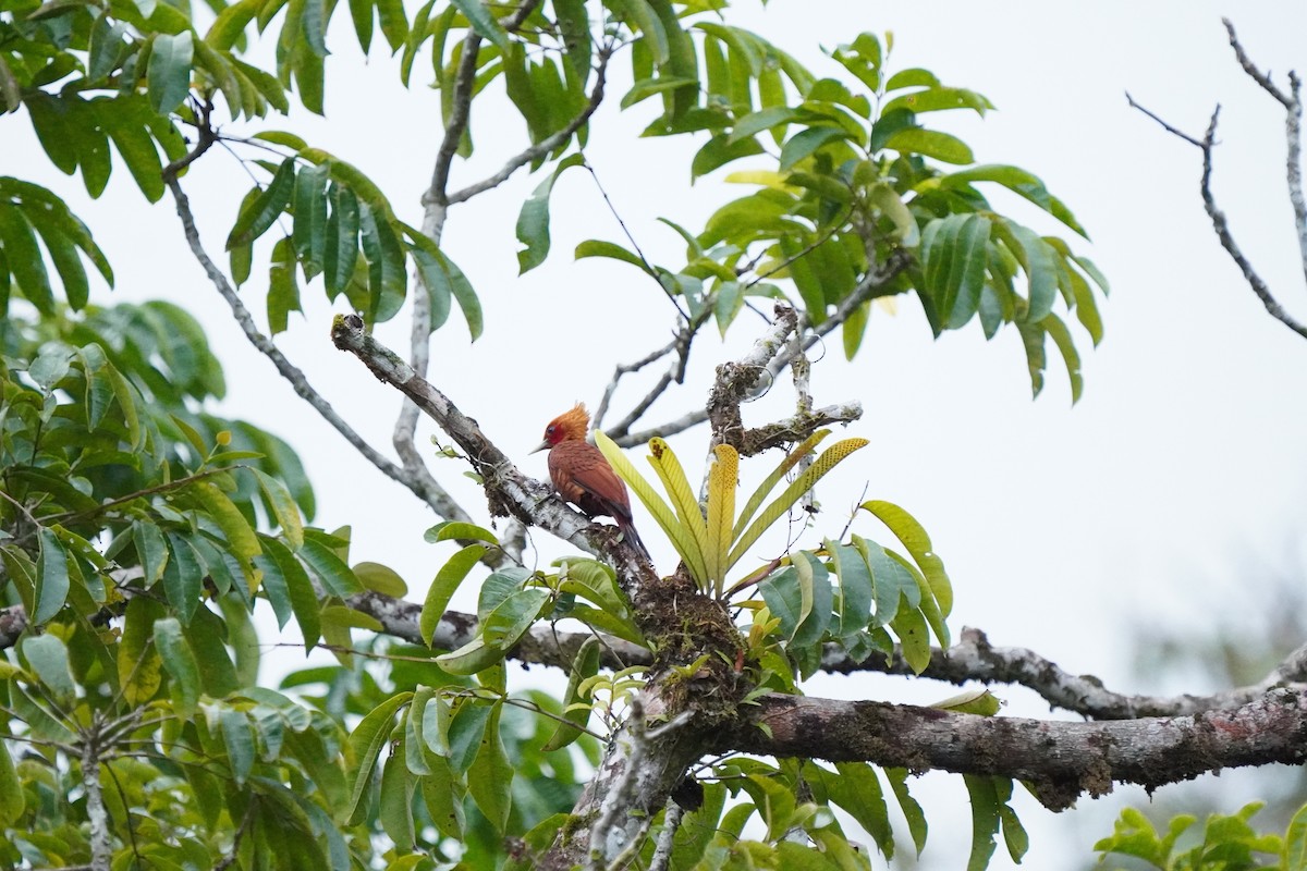 Chestnut-colored Woodpecker - ML519951341