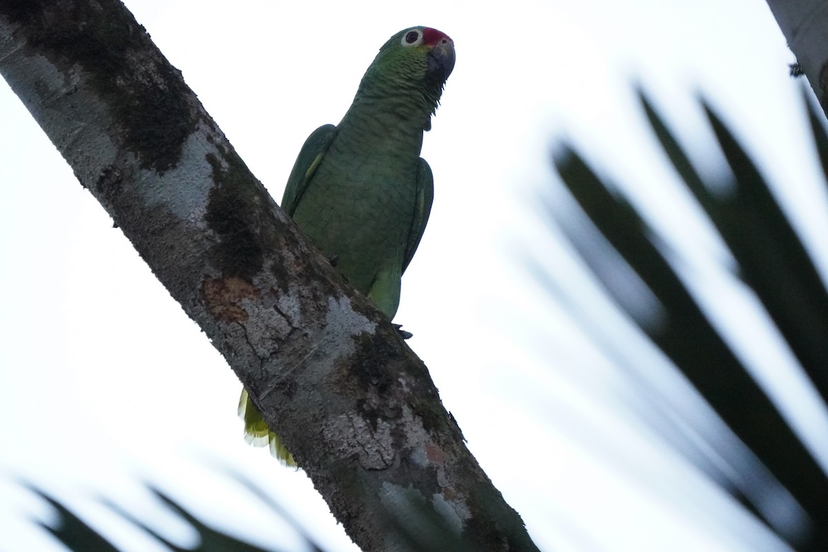 Red-lored Amazon - ML519951471