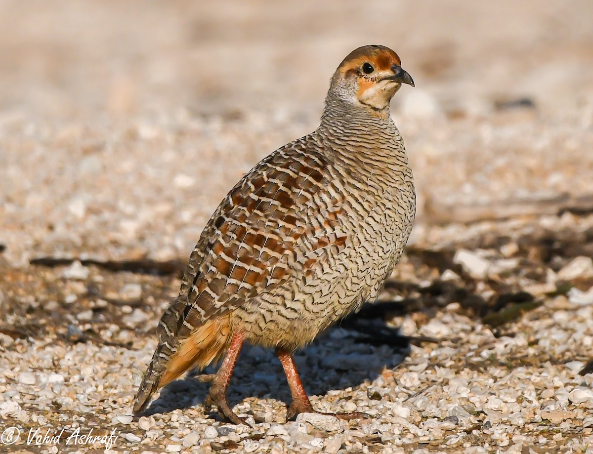 Gray Francolin - Vahid Ashrafi