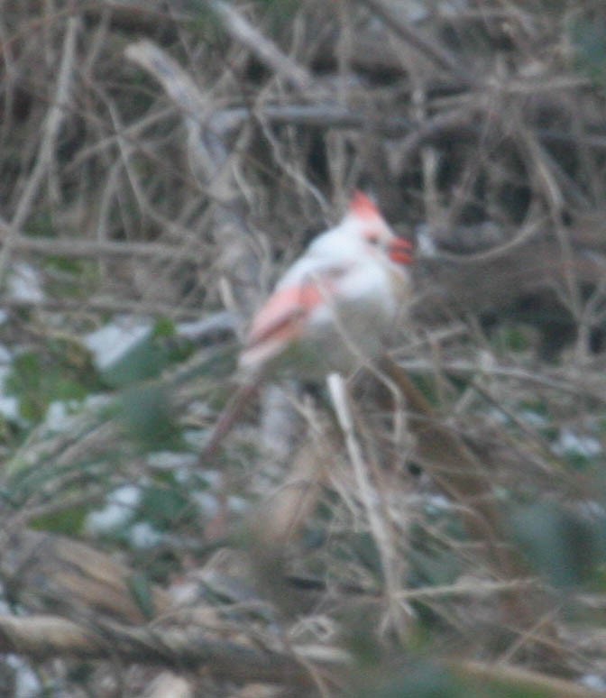 Cardinal rouge - ML51995271