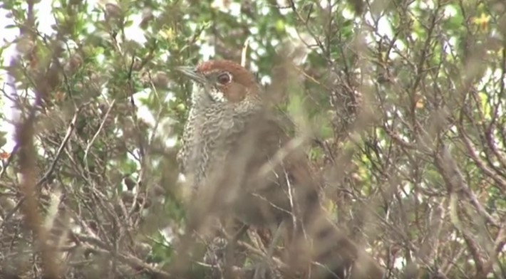 Rufous Bristlebird - ML519953361