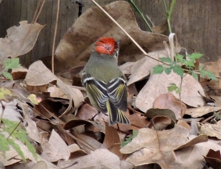 Ruby-crowned Kinglet - ML51995461