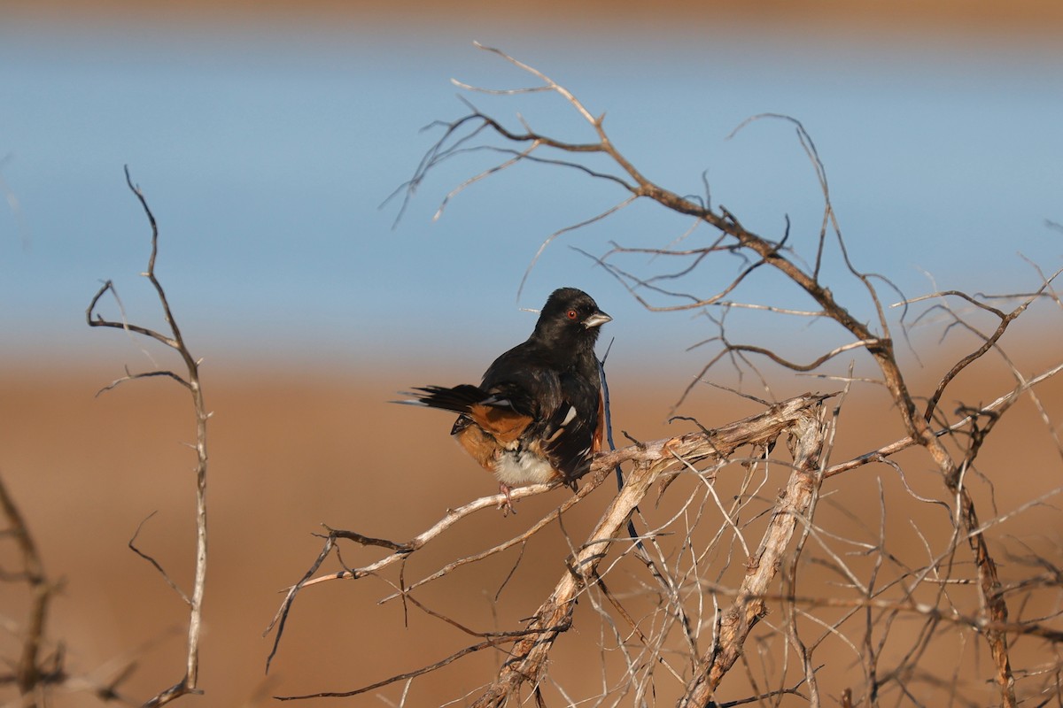 Eastern Towhee - ML519954721