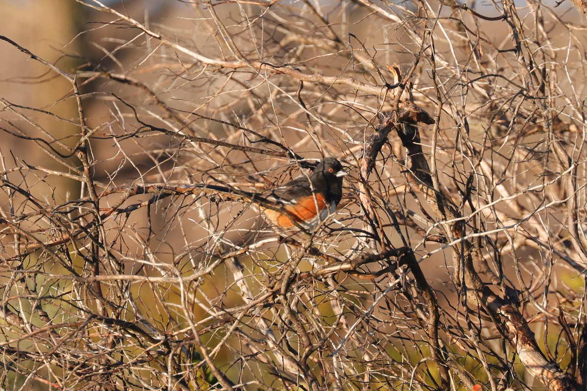 Eastern Towhee - ML519954731