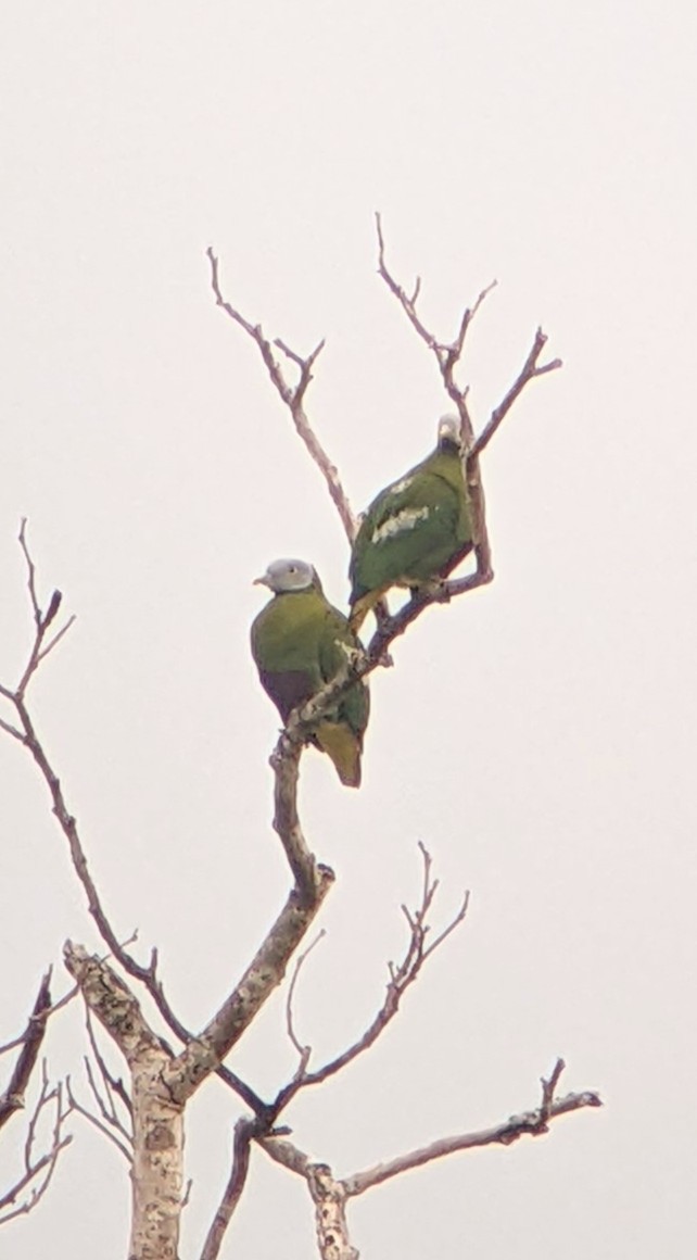 Gray-headed Fruit-Dove - Rich Bayldon