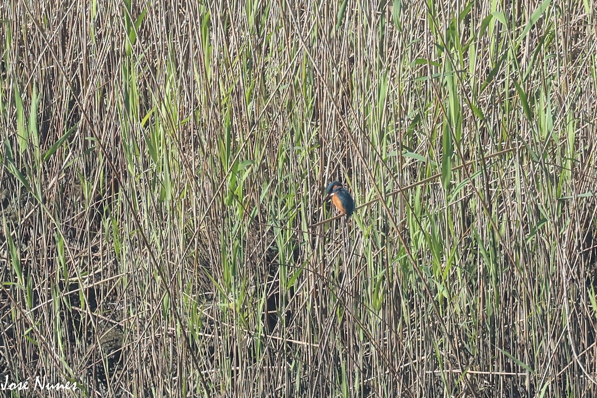 Common Kingfisher - ML519955221