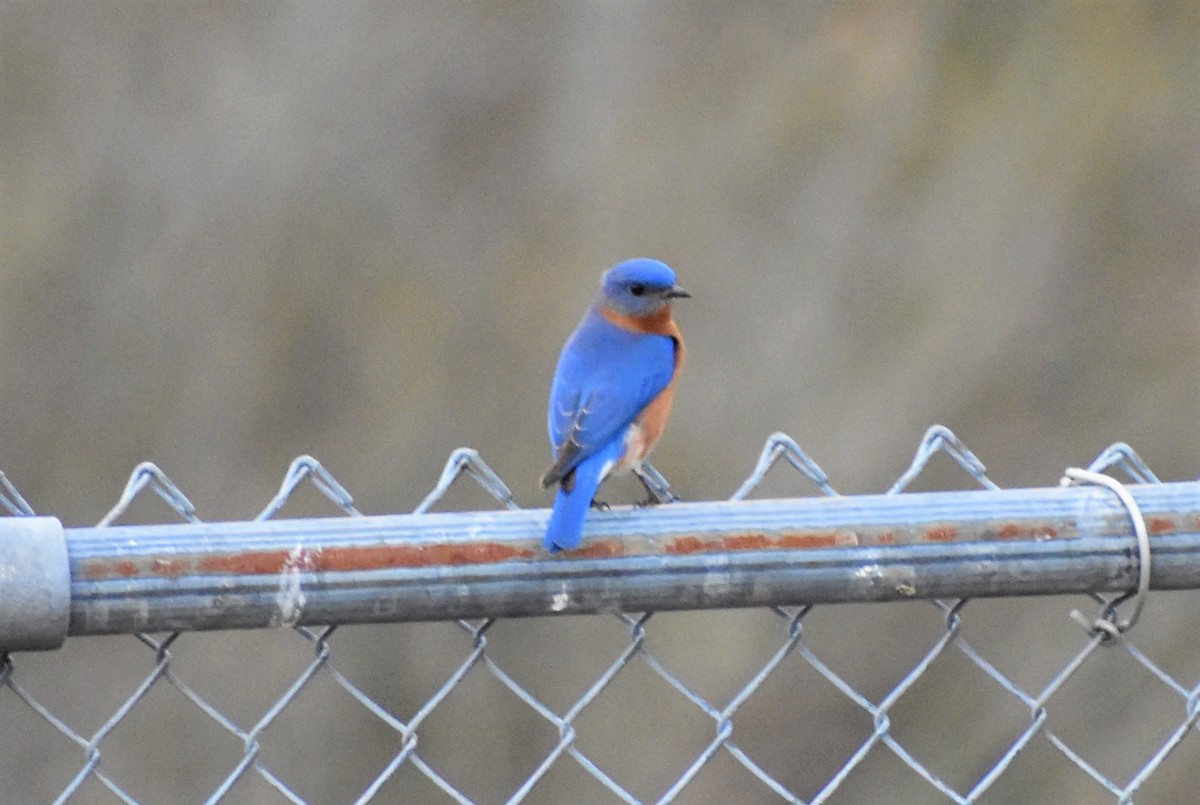 Eastern Bluebird - ML519955441