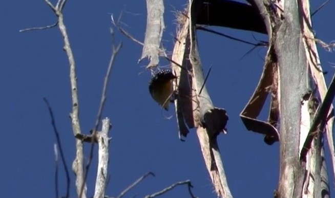 Spotted Pardalote (Spotted) - ML519955501