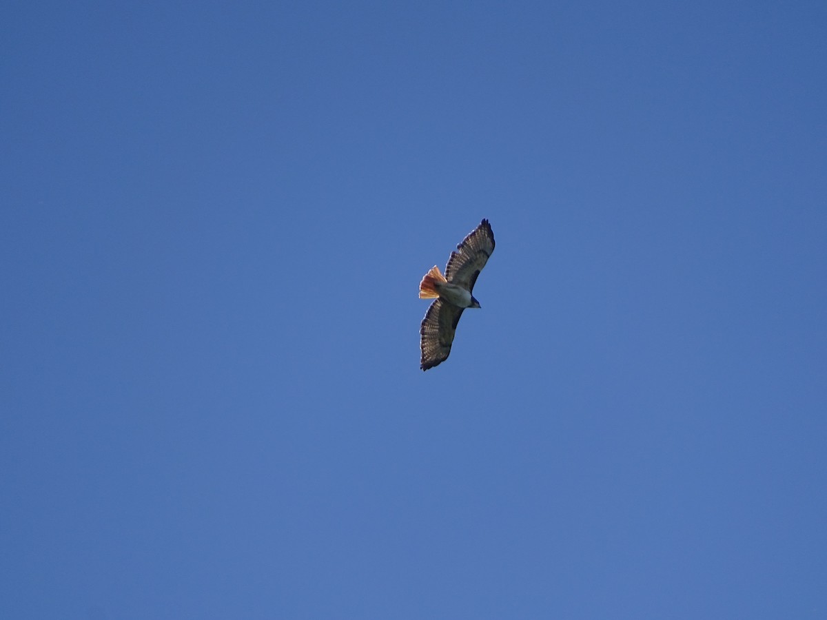 Red-tailed Hawk - ML519956711