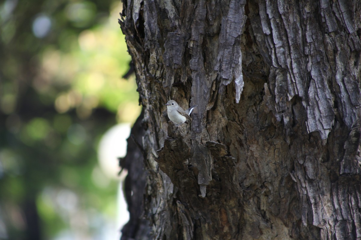 Taiga Flycatcher - ML519957101