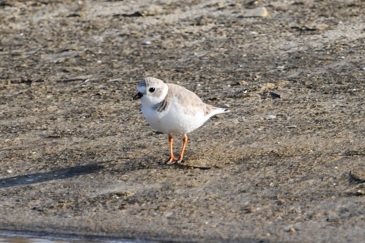 Piping Plover - ML519957441